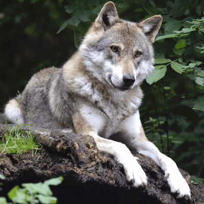 Wolf laying on the ground