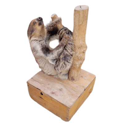GEE Funny Farm's sloth, Abish, hanging out on a climbing post.