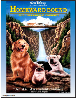 Tear Jerker Thursday - Homeward Bound: The Incredible Journey ...